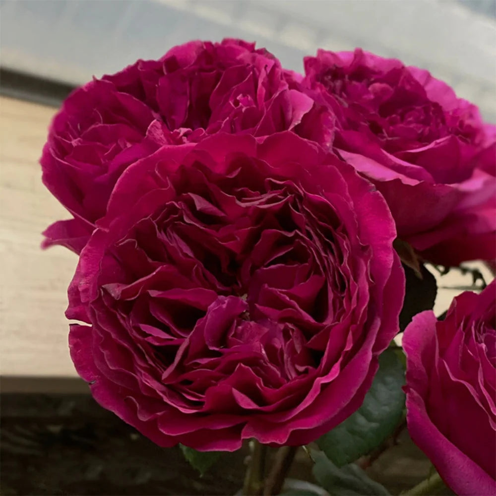 Exquisite Princess Kishi Rose Plant for Your Dream Garden – Rose_Explosion