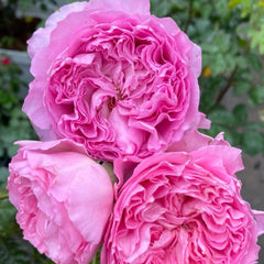 Graceful Princess Lace Rose Plant for a Charming Garden Display