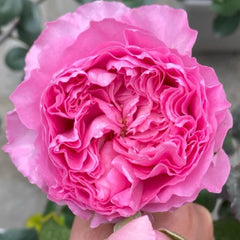 Graceful Princess Lace Rose Plant for a Charming Garden Display