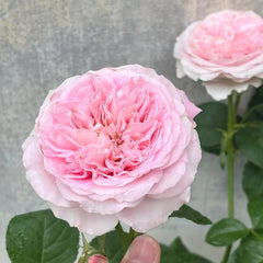 Graceful Princess Lace Rose Plant for a Charming Garden Display