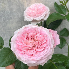 Graceful Princess Lace Rose Plant for a Charming Garden Display