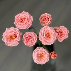 Princess Lulu Rose