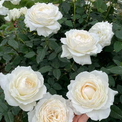 Princess Miyuki Rose Plant