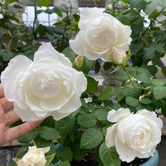 Princess Miyuki Rose Plant