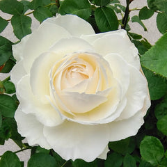 Princess Miyuki Rose Plant