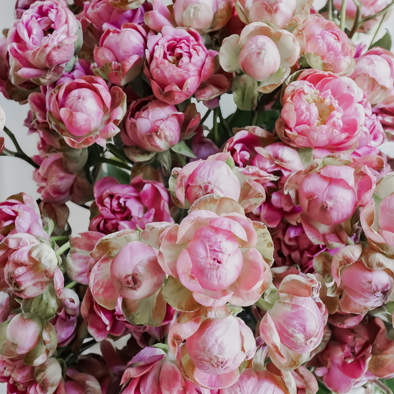 Princess Pinku Rose Plant|品库公主