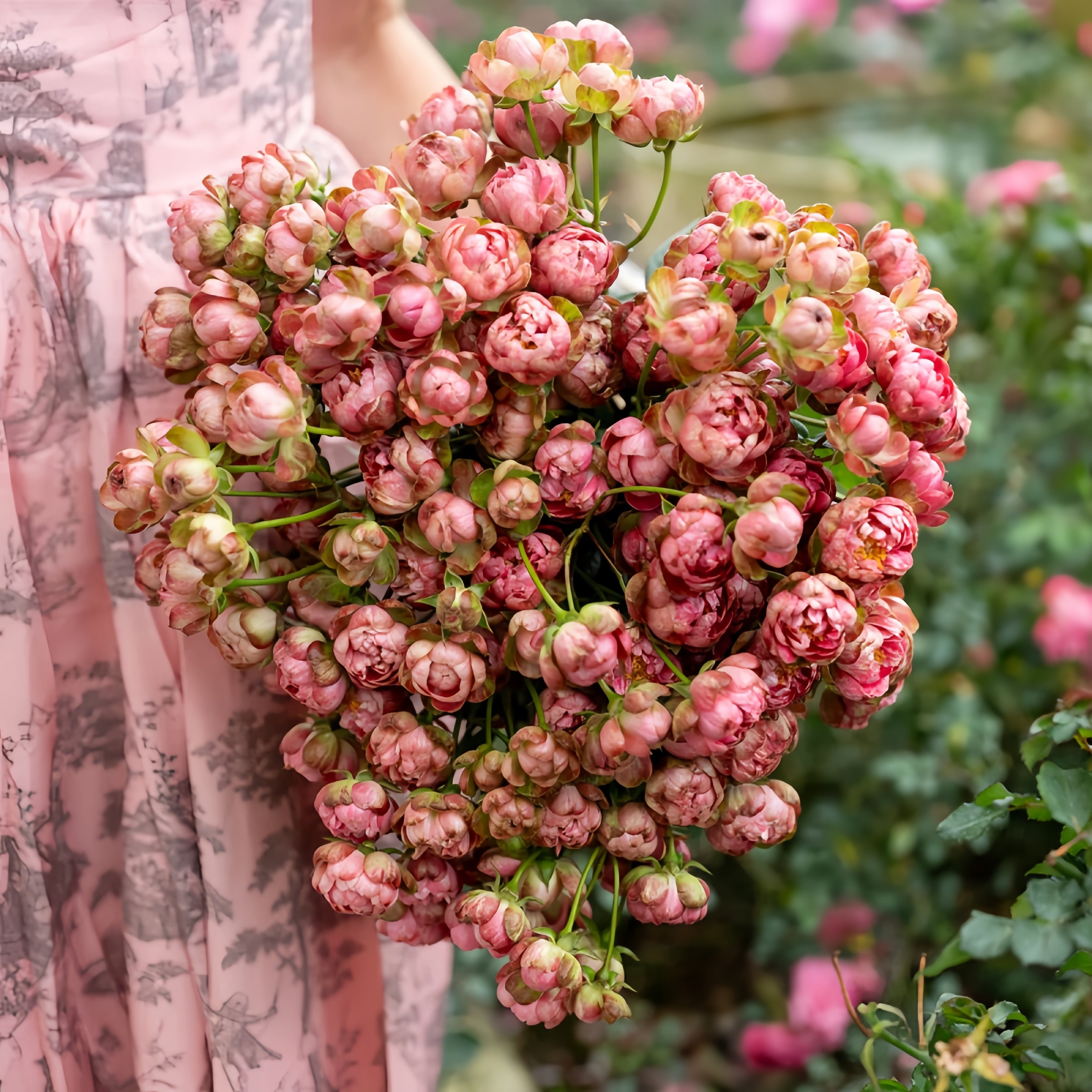 Pkp Roses Princess Pinku Rose Plant|品库公主 – Rose_Explosion
