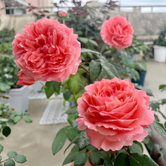 Princess Sakura Rose Plant|樱花公主