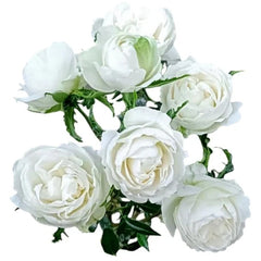 Princess Shiro Rose