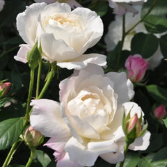 Princess Tenko Rose Plant