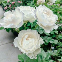 Princess Tenko Rose Plant