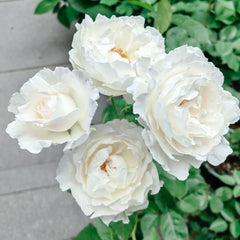 Princess Tenko Rose Plant