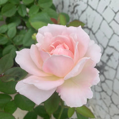 Princess Tenko Rose Plant