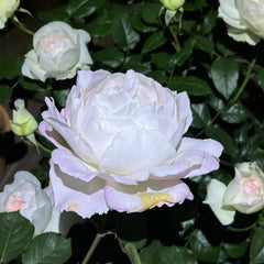 Princess Tenko Rose Plant