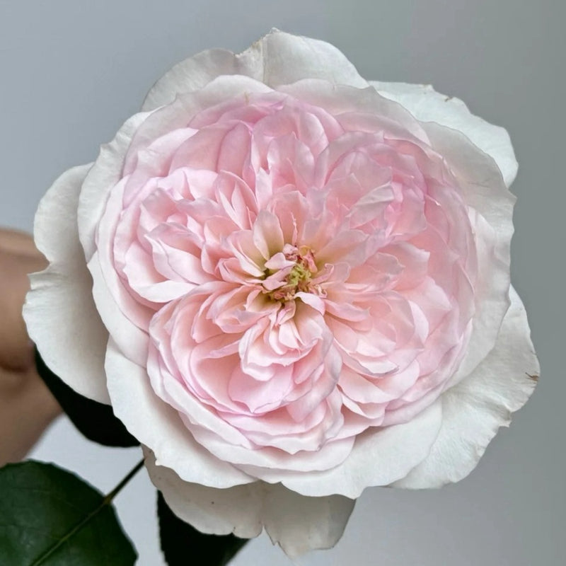 Princess Veil Rose Plant