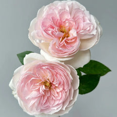 Princess Veil Rose Plant