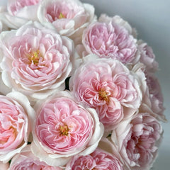 Princess Veil Rose Plant