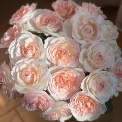 Princess Veil Rose Plant