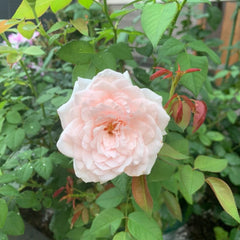 Princess Veil Rose Plant