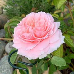 Princess Hitomi Rose - Timeless Elegance for Your Garden