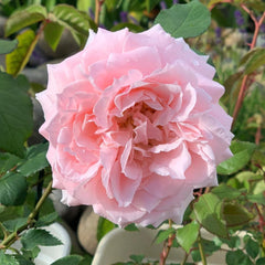 Princess Hitomi Rose - Timeless Elegance for Your Garden