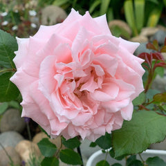 Princess Hitomi Rose - Timeless Elegance for Your Garden