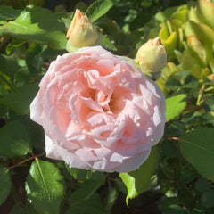 Princess Hitomi Rose - Timeless Elegance for Your Garden