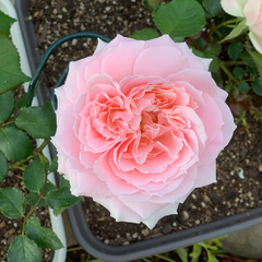 Princess Hitomi Rose - Timeless Elegance for Your Garden