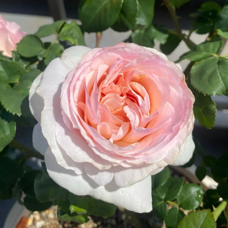 Princesse Charlène de Monaco rose