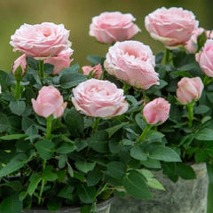 Princess of Infinity Rose