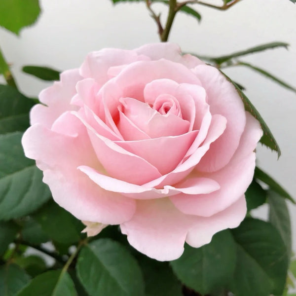 Princess of Infinity Rose