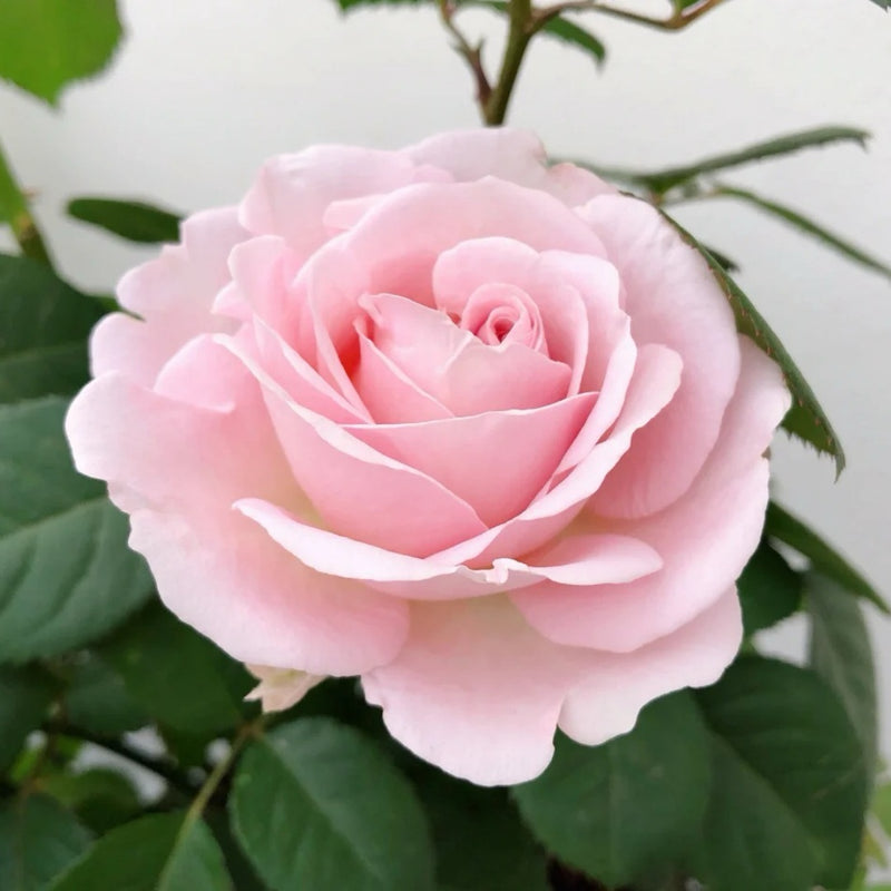 Princess of Infinity Rose