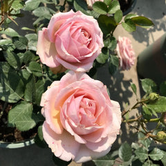 Princess of Infinity Rose