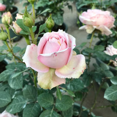 Princess of Infinity Rose