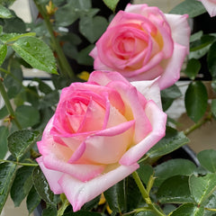 Princess of Monaco Rose