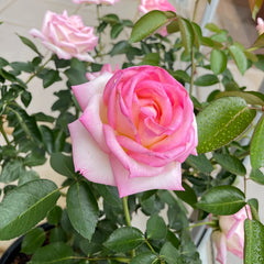 Princess of Monaco Rose