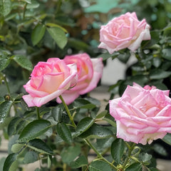 Princess of Monaco Rose
