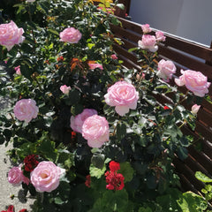 Princess of Monaco Rose