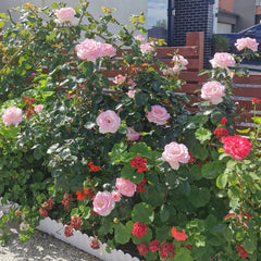 Princess of Monaco Rose