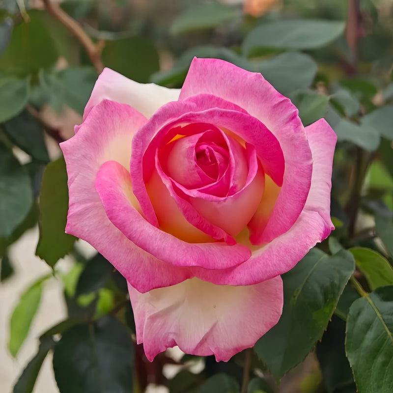 Princess of Monaco Rose