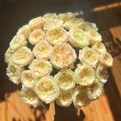 Priscila Rose Plant|普莉希拉