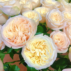 Priscila Rose Plant|普莉希拉