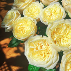 Priscila Rose Plant|普莉希拉