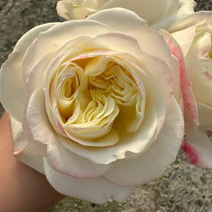 Priscila Rose Plant|普莉希拉