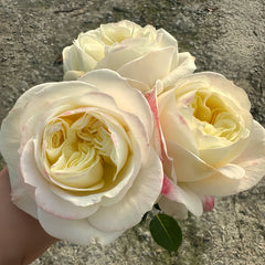 Priscila Rose Plant|普莉希拉