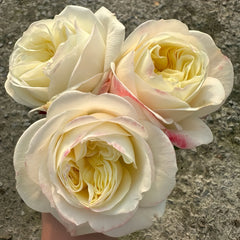 Priscila Rose Plant|普莉希拉