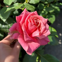 Promise Rose Plant
