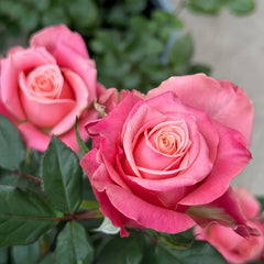 Promise Rose Plant
