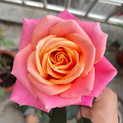 Promise Rose Plant