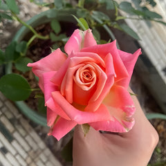 Promise Rose Plant|诺言